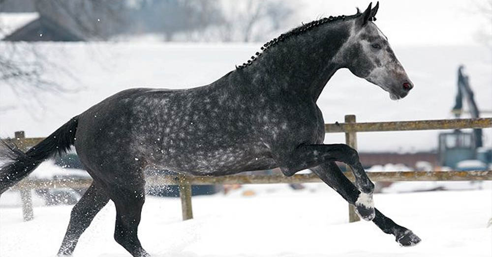 Bavarian Warmblood Stallion, Cordius M