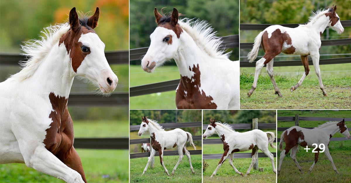 Strait Eclipsed - 2022 APHA Bay Tovero Colt (Thinkin Strait x Laddies Ivanhoe)