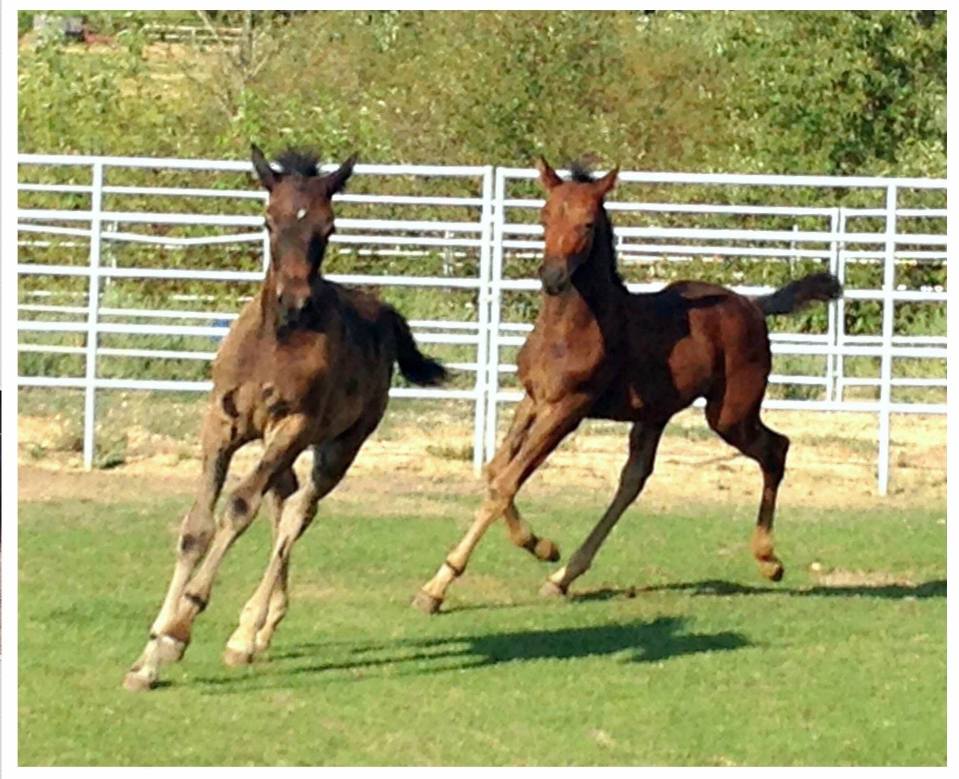 Beaches Triple T Ranch - BTTR Morgans