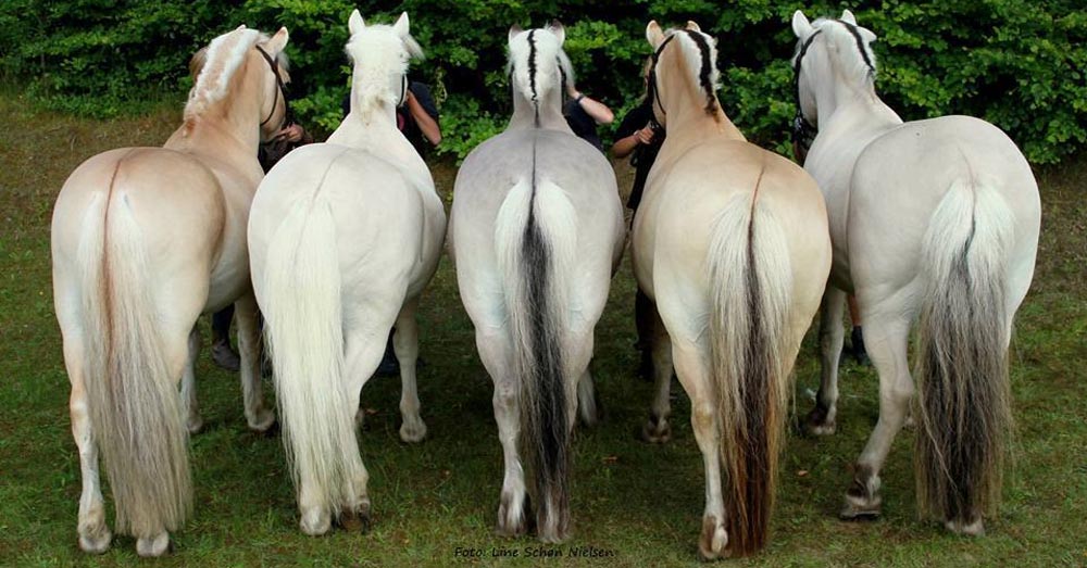 Beautiful colors of the norwegian fjord horse