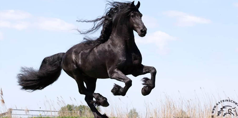 Beautiful Friesian Horse - Wytse 462 Sport-Elite