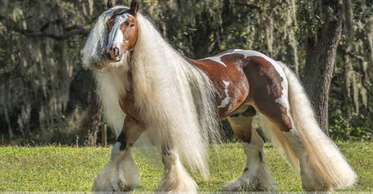 Beautiful Gypsy Horse / Pure Beauty @Mark J. Barrett