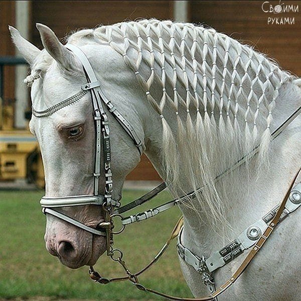 Plaiting Horse Mane