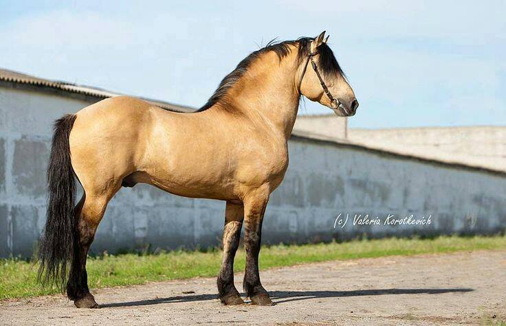 Belarussian Harness Horse