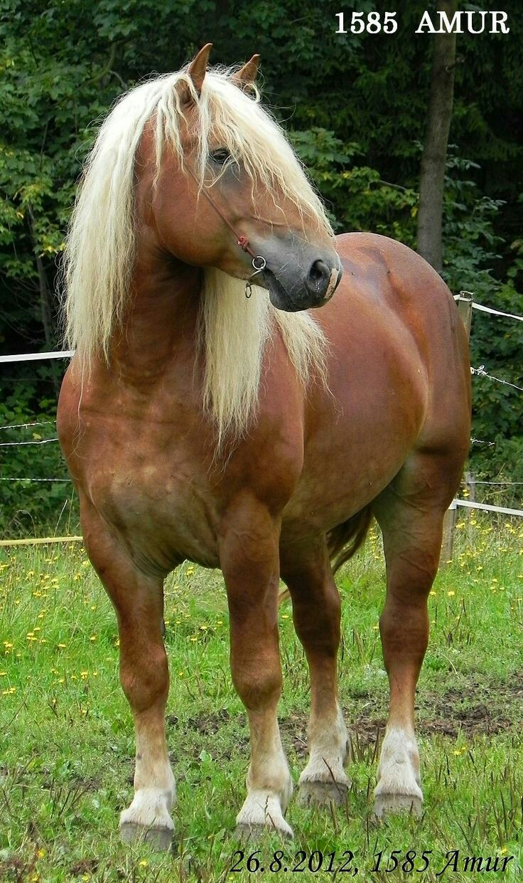 Belgian Draft Stallion - Amur
