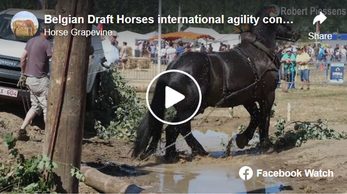 Belgian Draft Horses international agility contest the horses pass through a curtain of water drops