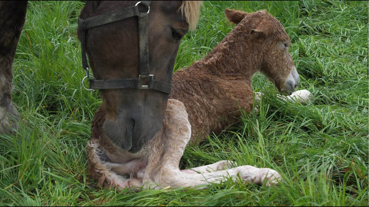 Ardennes Horses : Birth of a Foal