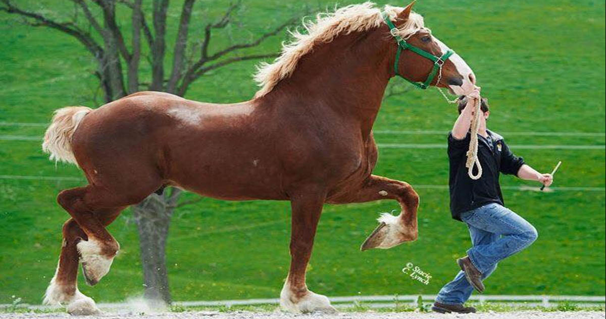 American Belgian Draft Horse @Stacie C. Lynch Photography