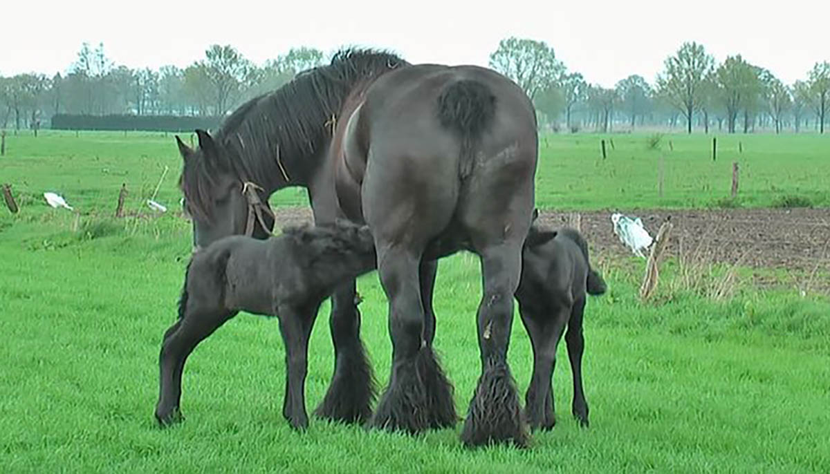 Belgian Draft Horse Twins Spending Quiet Time In The Field