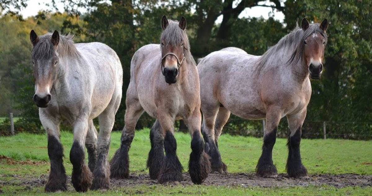 Belgian Draft Horses