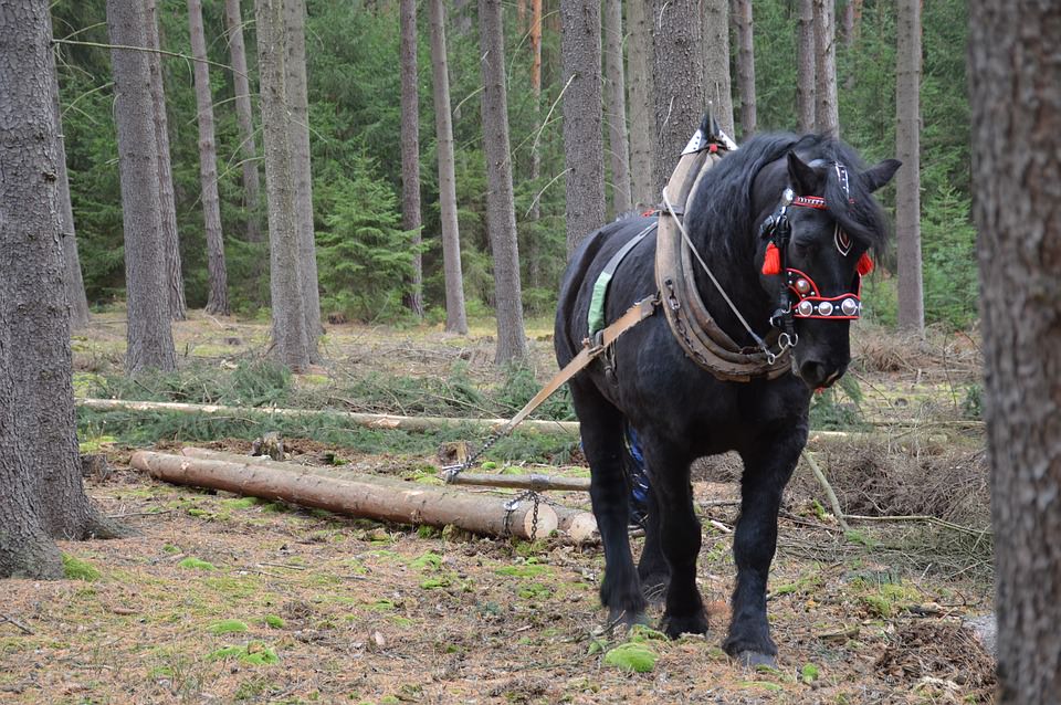 Belgian Draft Horses Have Proven To Be Irreplaceable In This Modern Era