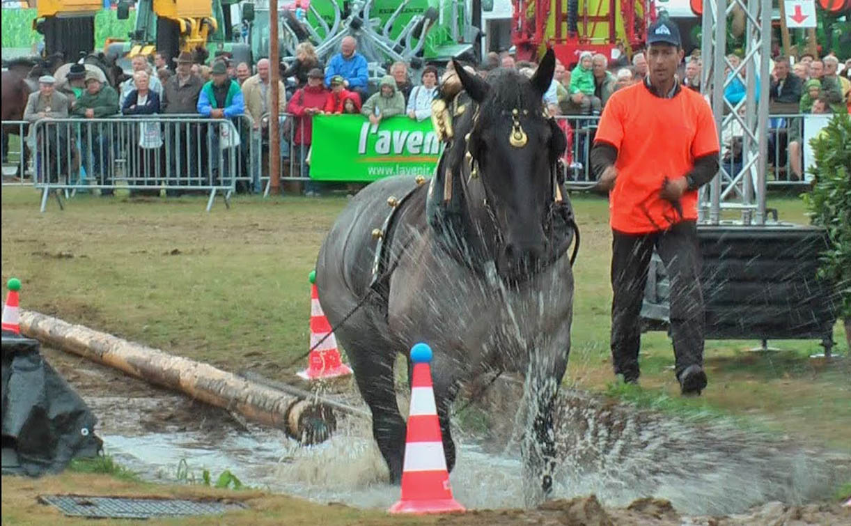Belgian Draft Horses - Horse Logging and Agility Contest