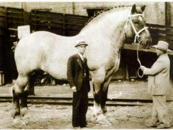 Belgian Draft Horses