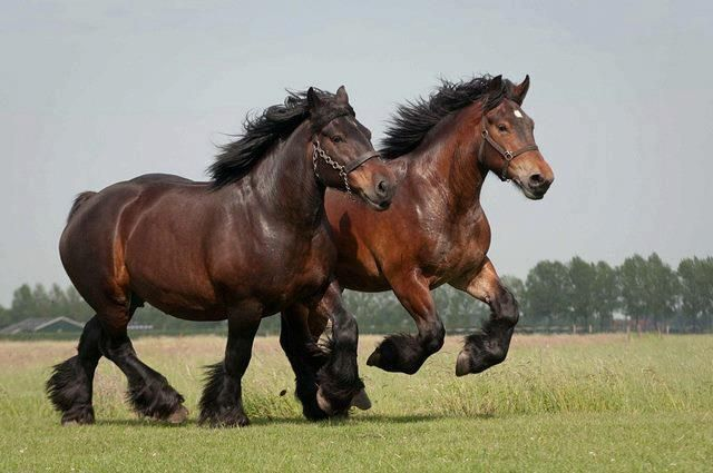 Belgian Draft Horses