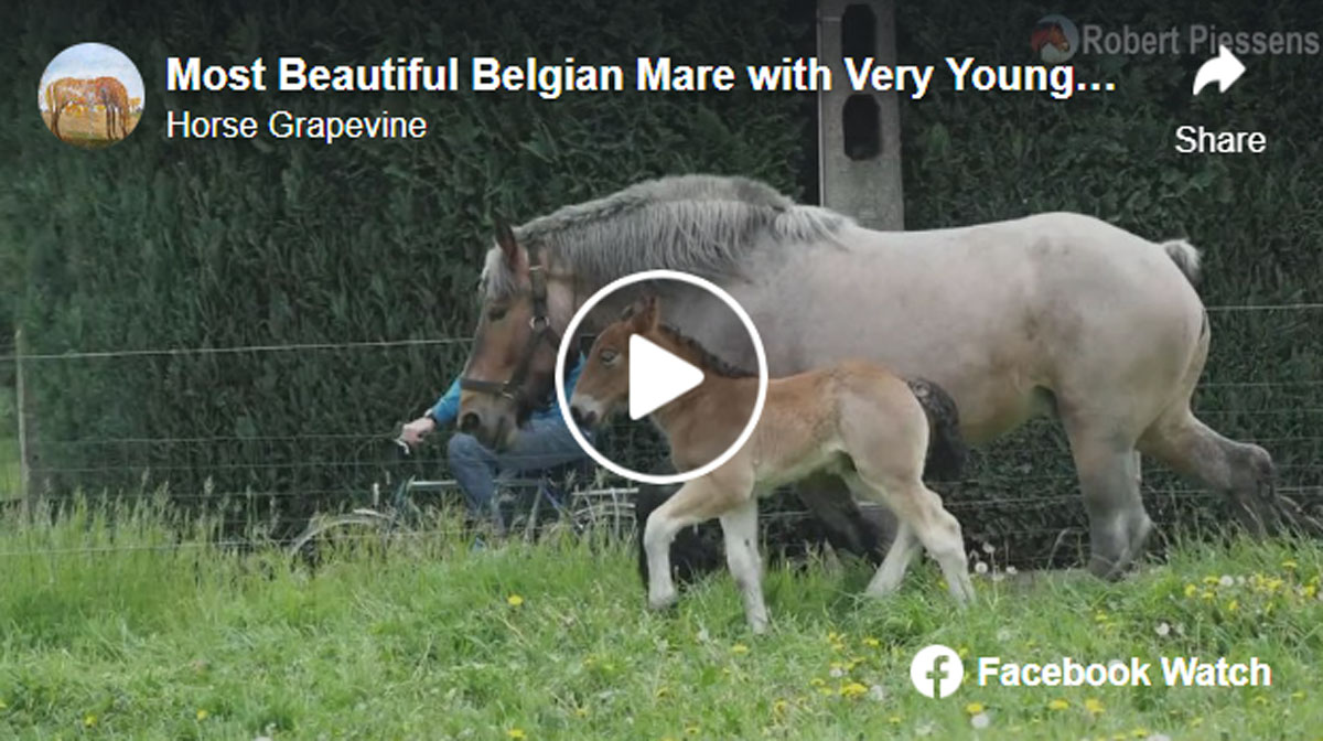 Most Beautiful Belgian Draft Mare with Very Young Foal