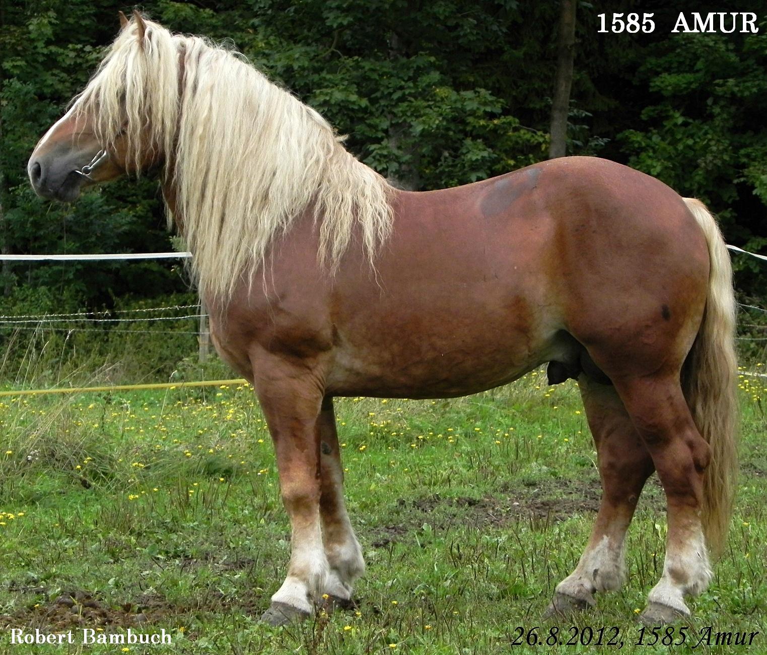 Belgian Draft Stallion - Amur