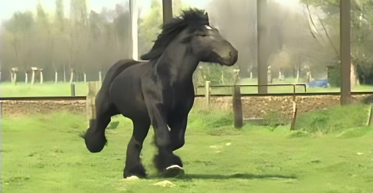Magnificent Belgian Draft Stallion, Simon Van Straten Shows Off His Glory Galloping In The Pasture