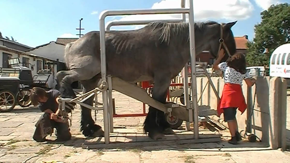 What Happens When A Belgian Draft With Bad Hooves Meets The Farrier