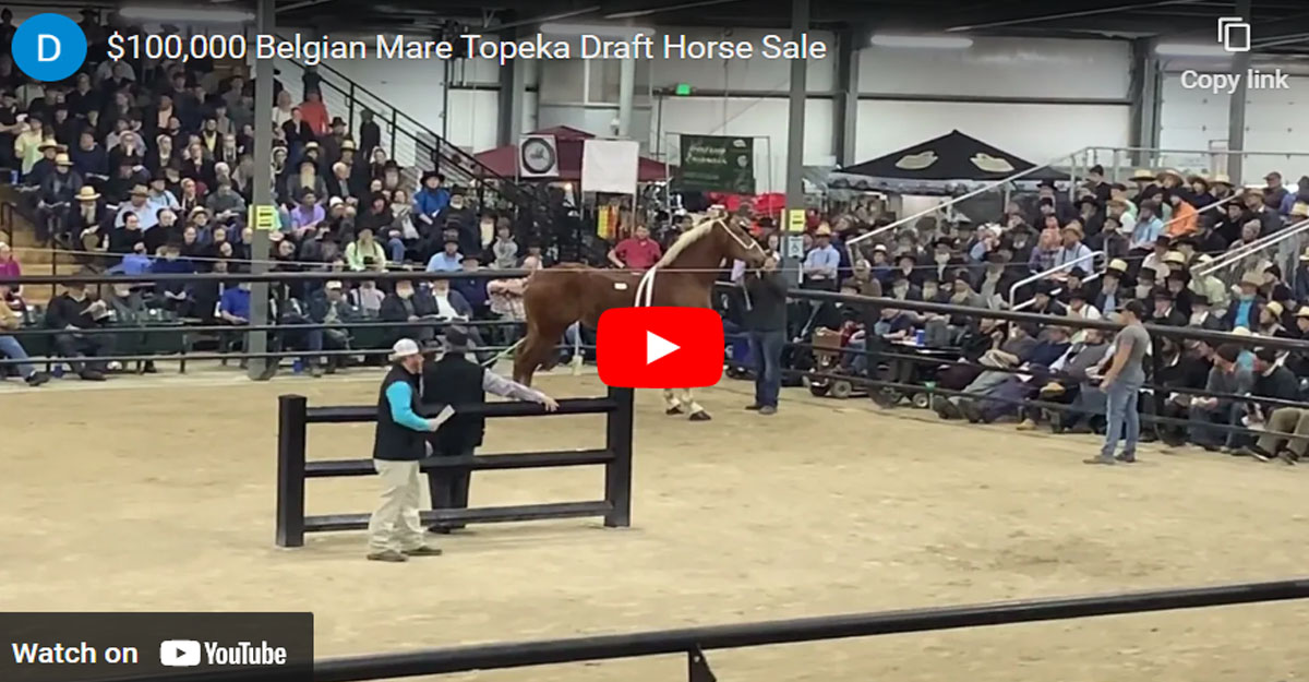 Belgian Draft Mare Sold For $100,000 At Topeka Horse Sales