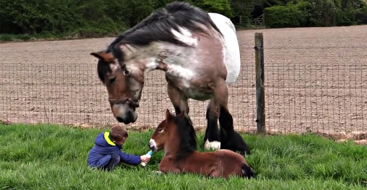 Little Boy Takes Care Of Belgian Draft Mare and Foal