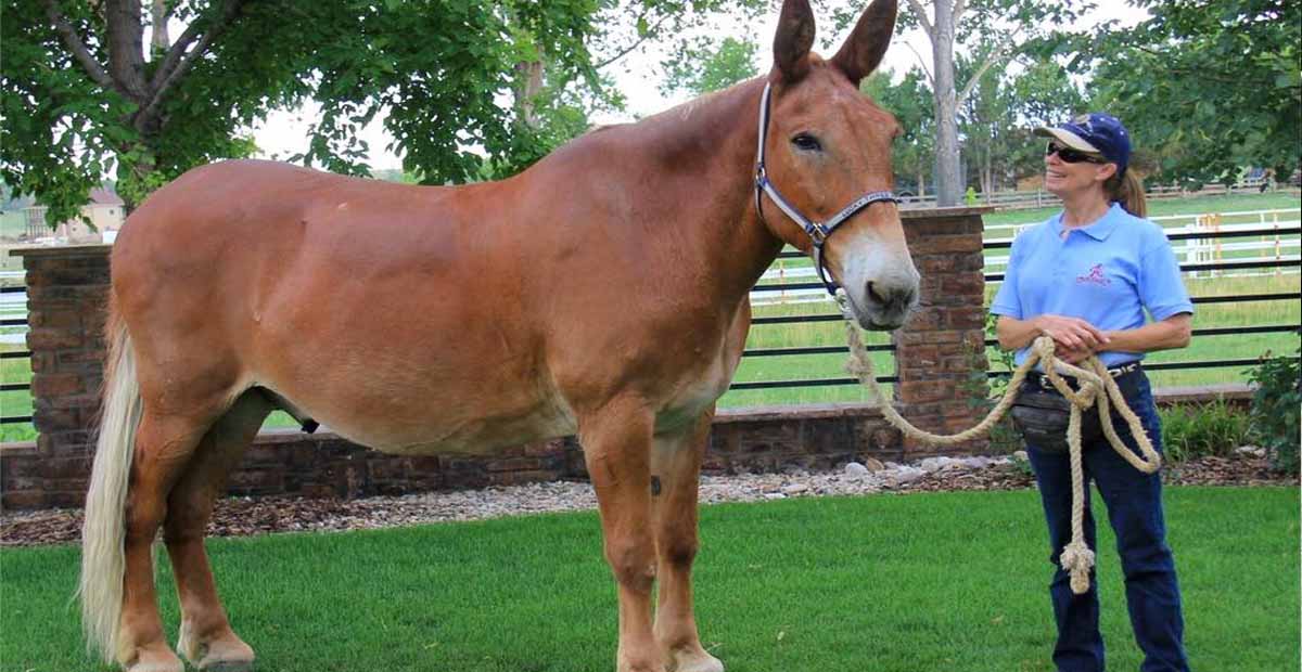 18 Hands Belgian Draft Mule Lucky Three Ranch Stable Express
