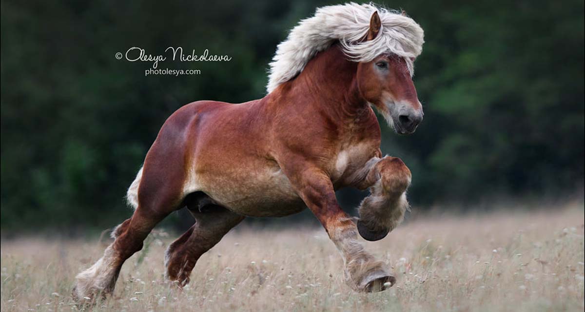 Belgian Draft Horse Stallion