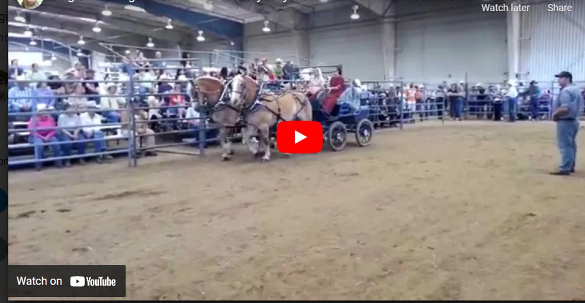 Belgian x Haflinger Draft Horses - Harley Troyer Draft Horse Auction