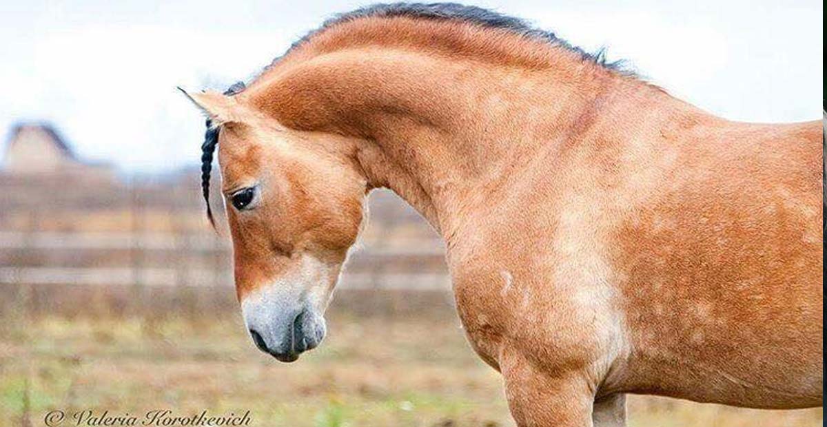 Belorussian Harness Horse Stallion, Grohot