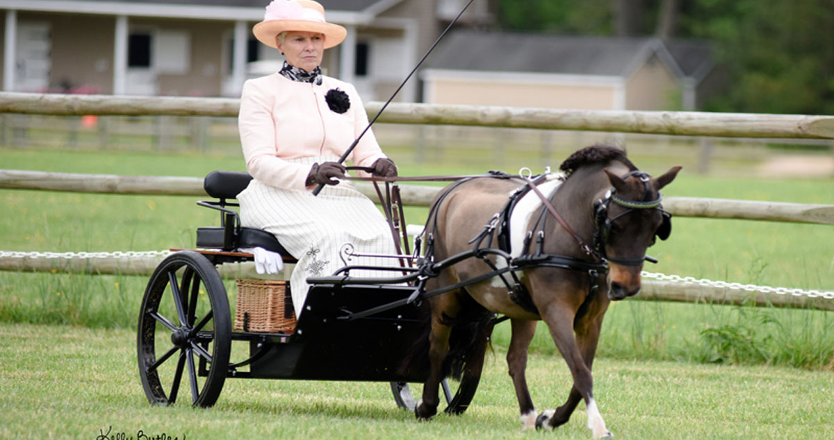 Falabella Horse Driving