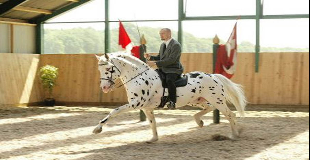 Knabstrupper Stallion Who Overcame 3 Broken Legs and Loss Of His Eye Sight