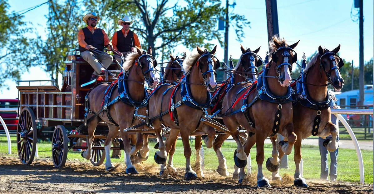 Berry`s Belgians - Illinois, Belgian Draft Horse Breeder