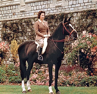 Horses Of Queen Elizabeth II