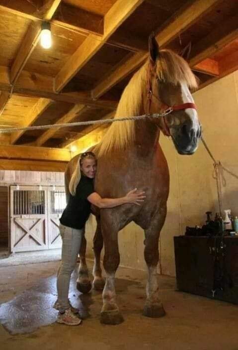 Big Jake Worlds Tallest Horse - Guinness World Record Holder