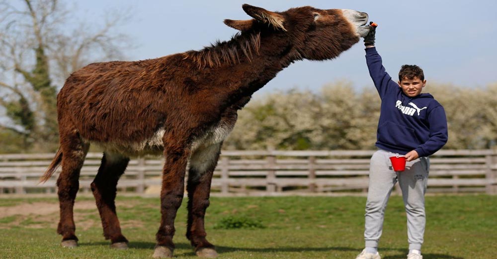 HUGE Donkey About to Become The Biggest In the World