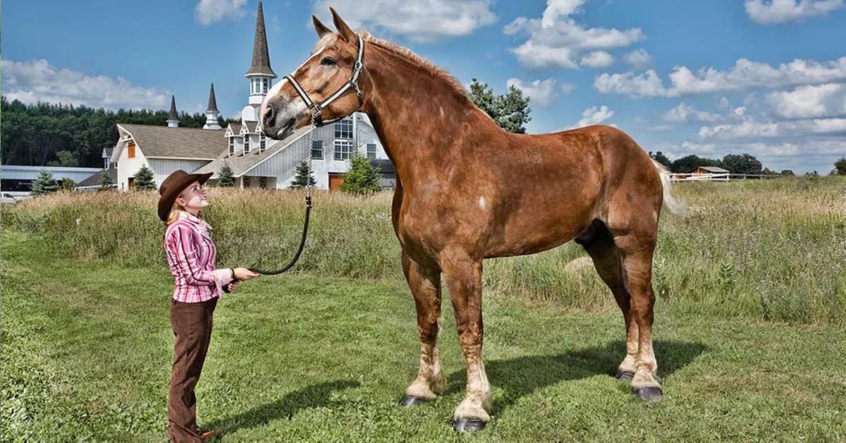 Big Jake at Midwest Horse Fair, Worlds Largest Horse