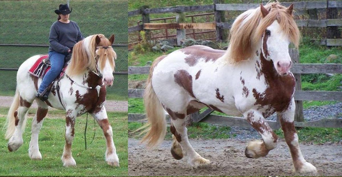 Big Jake - Red Roan Spotted Draft Horse