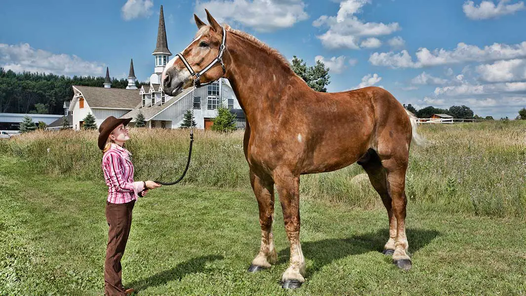 Big Jake Worlds Tallest Horse - Guinness World Record Holder