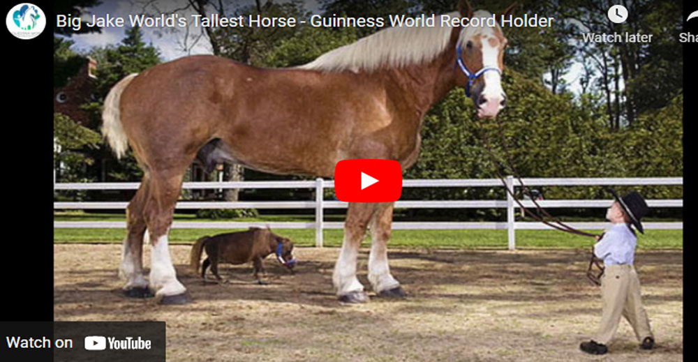 Big Jake Worlds Tallest Horse - Guinness World Record Holder