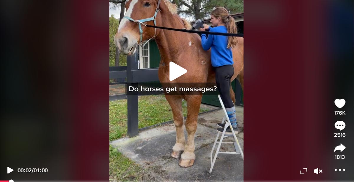 Big John the Belgian draft horse has a wonderful spa day