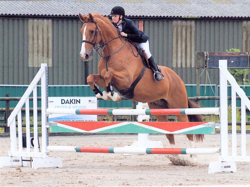 Oscar`s Way - Nig Showjumping Horse