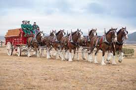 Big Surprise For The Horse Rescue From The Budweiser Clydesdale