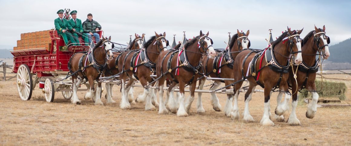 Big Surprise For Fair View Horse Rescue From The Budweiser Clydesdale