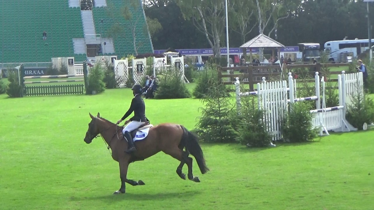 Billy Mozette (Tangelo Van De Zuuthoeve x Billy Congo, 2012, Gelding)