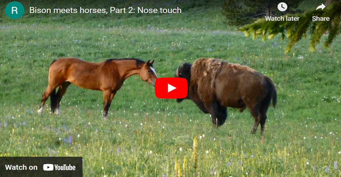 Bison Meets Herd Of Wild Horses At Yellowstone National Park