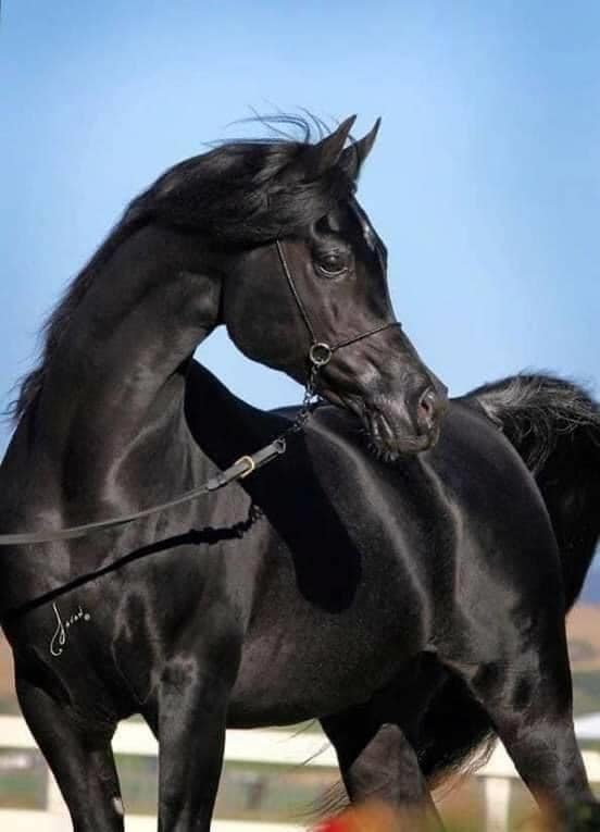Black Arabia Horses