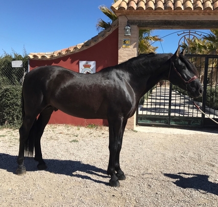 Black Andalusian Stallion