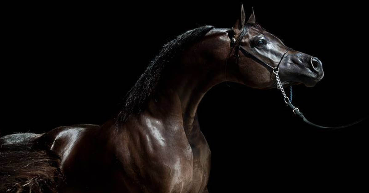 Black Arabian Stallion - Spades LRA