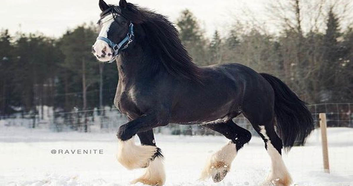 Shire Horse Stallion Black Baron (Bodernog Baron x Hercules Irma)