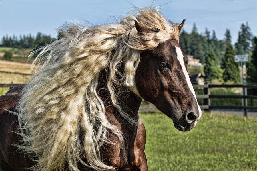 The Endangered Black Forest Horse Of Germany