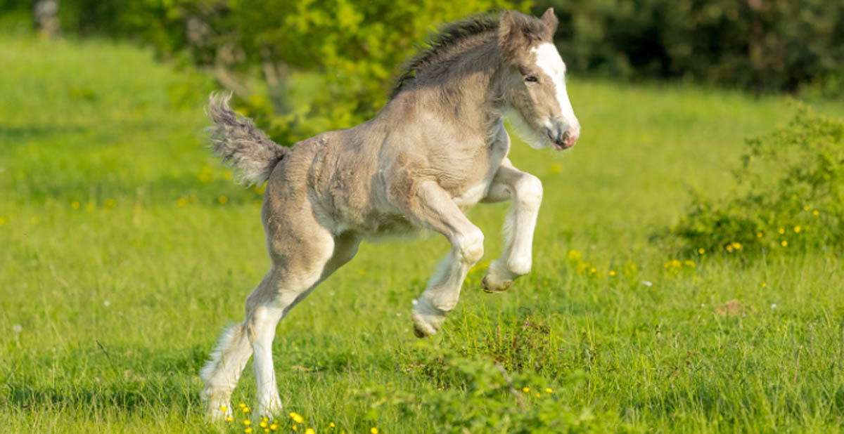 Podolin Empirical Melissa - Black Gypsy Cob Foal sired by Imperial Topaz Of Podo